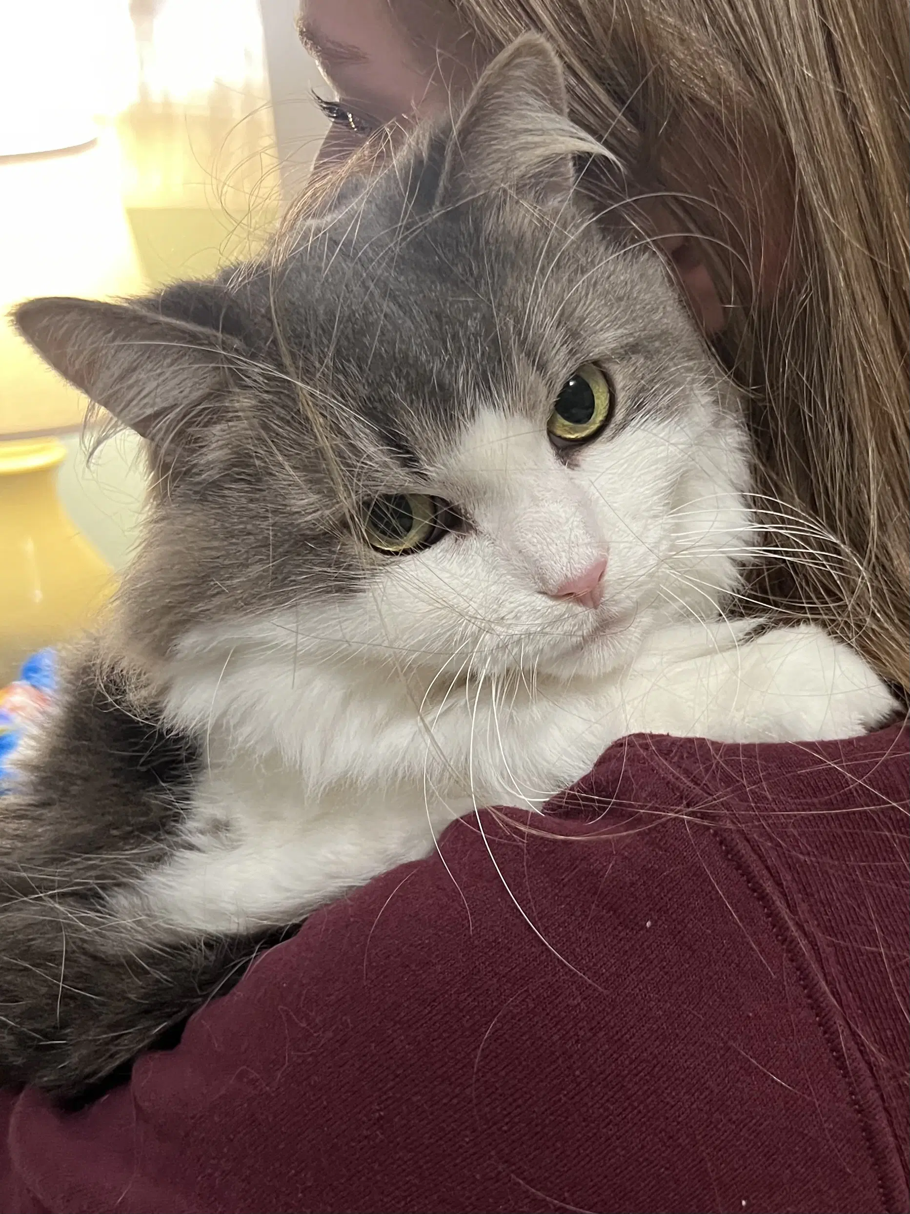 Luna Nes - Domestic Medium Hair