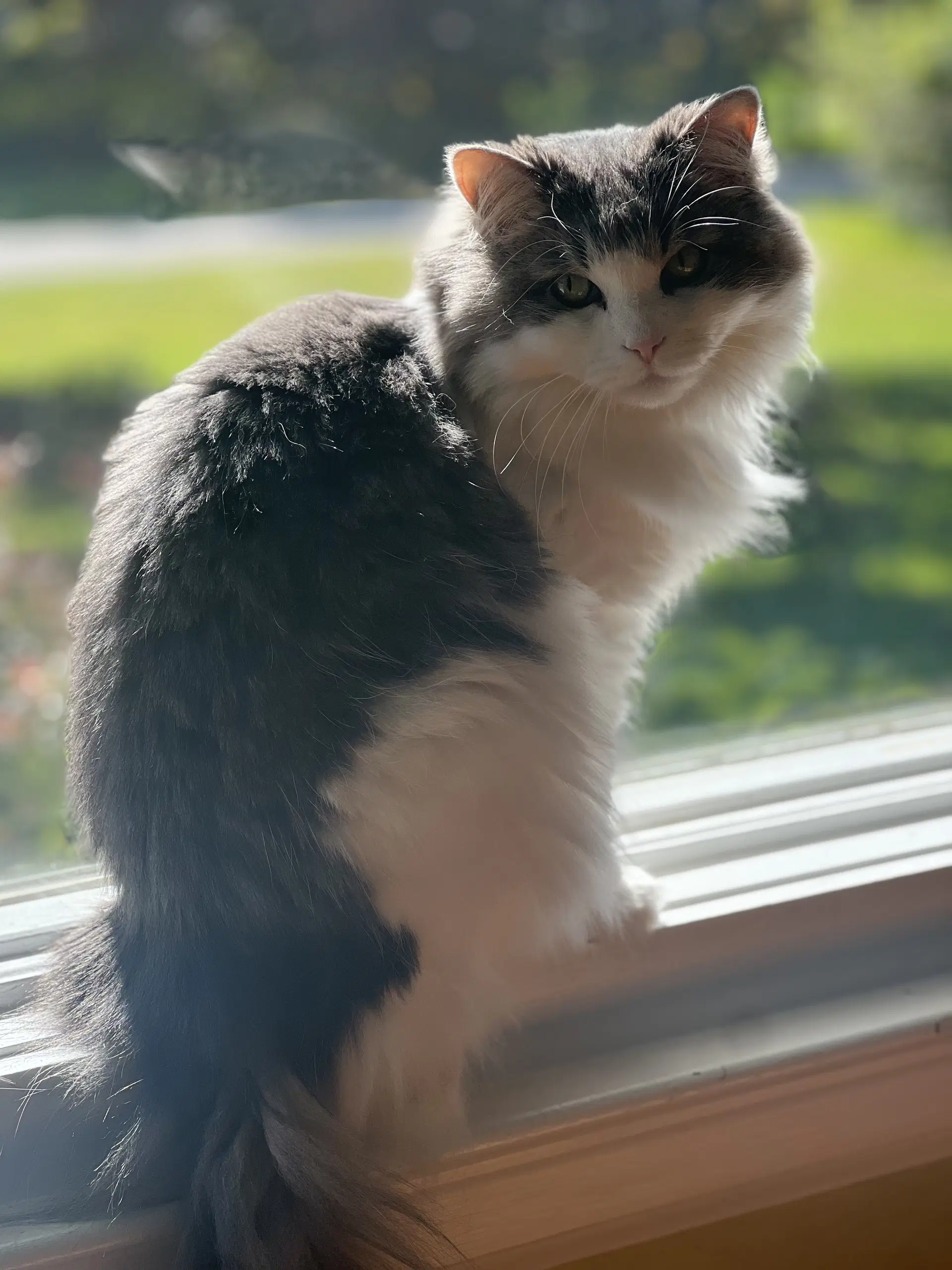 Luna Nes image 2