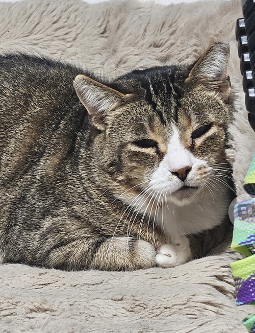 Diablo (Must be adopted with Frass), an adoptable Domestic Short Hair in Walled Lake, MI