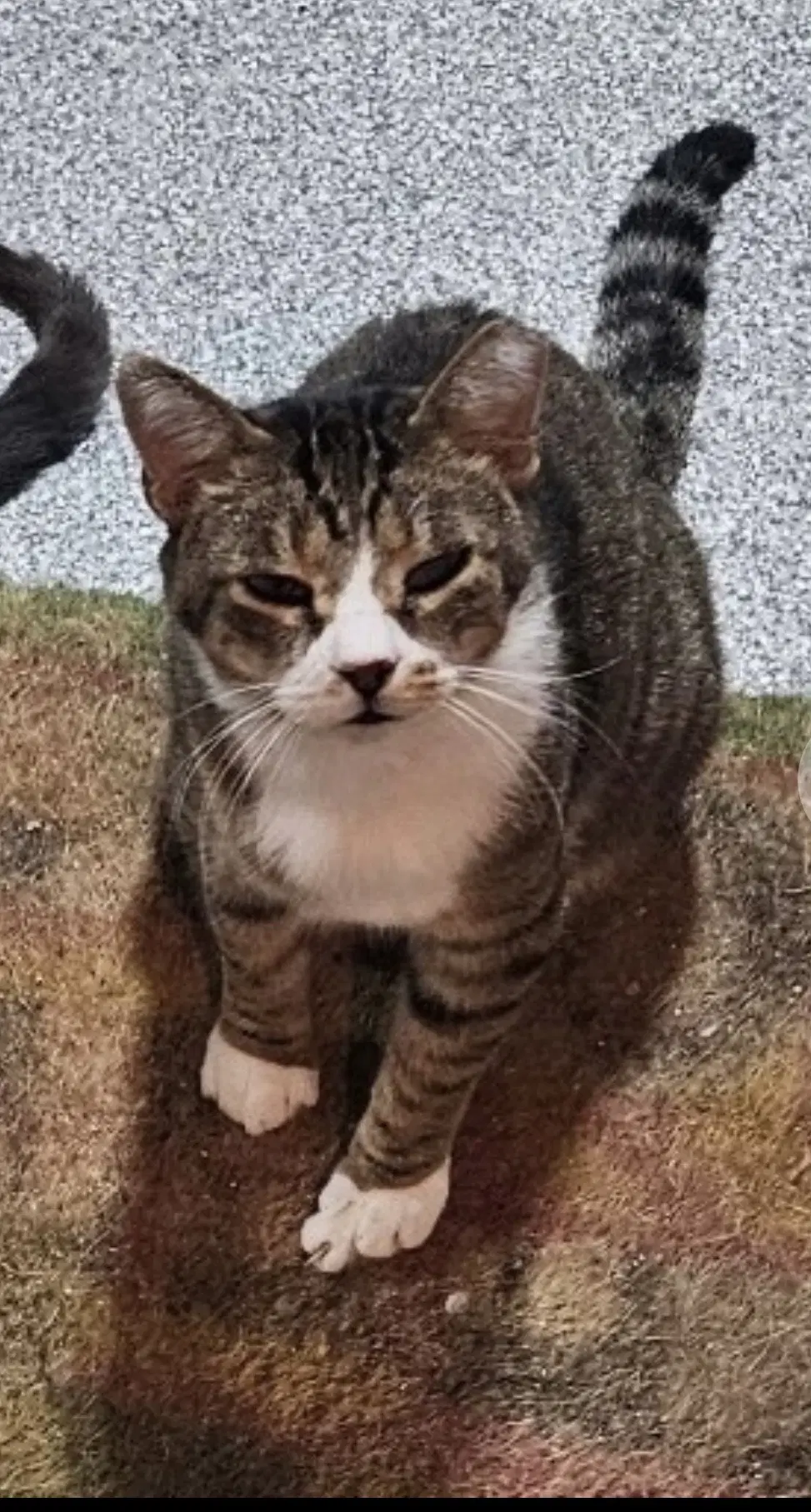 Diablo Must Be Adopted With Frass image 2