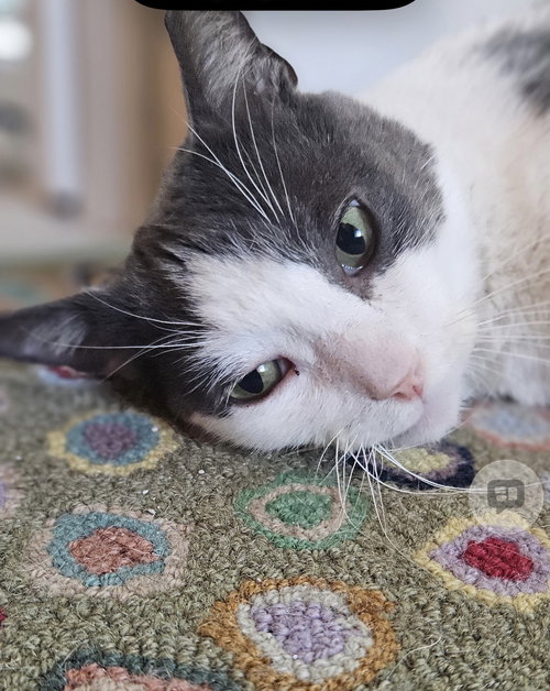 Frass (Must be adopted with Diablo), an adoptable Domestic Short Hair in Walled Lake, MI