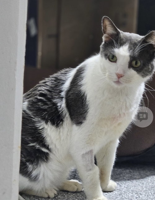 Photo 2 of Frass (Must be adopted with Diablo)