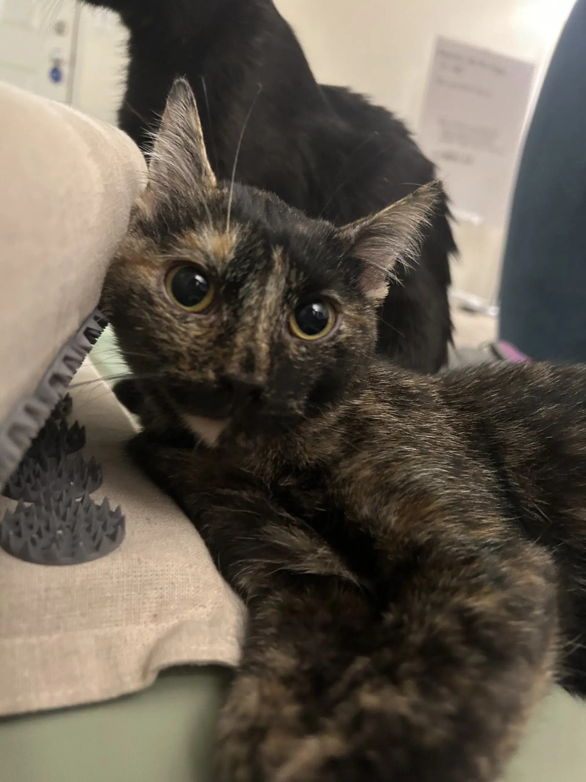Kyrie - Domestic Short Hair