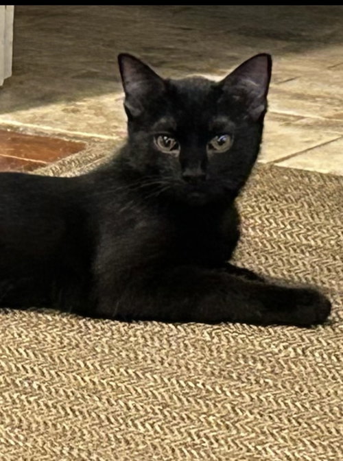 Larsa, a cat for adoption from For The Love Of Cats Rescue And Adoption
