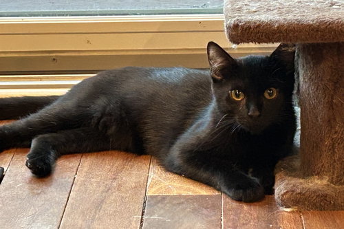 Noora, a cat for adoption from For The Love Of Cats Rescue And Adoption