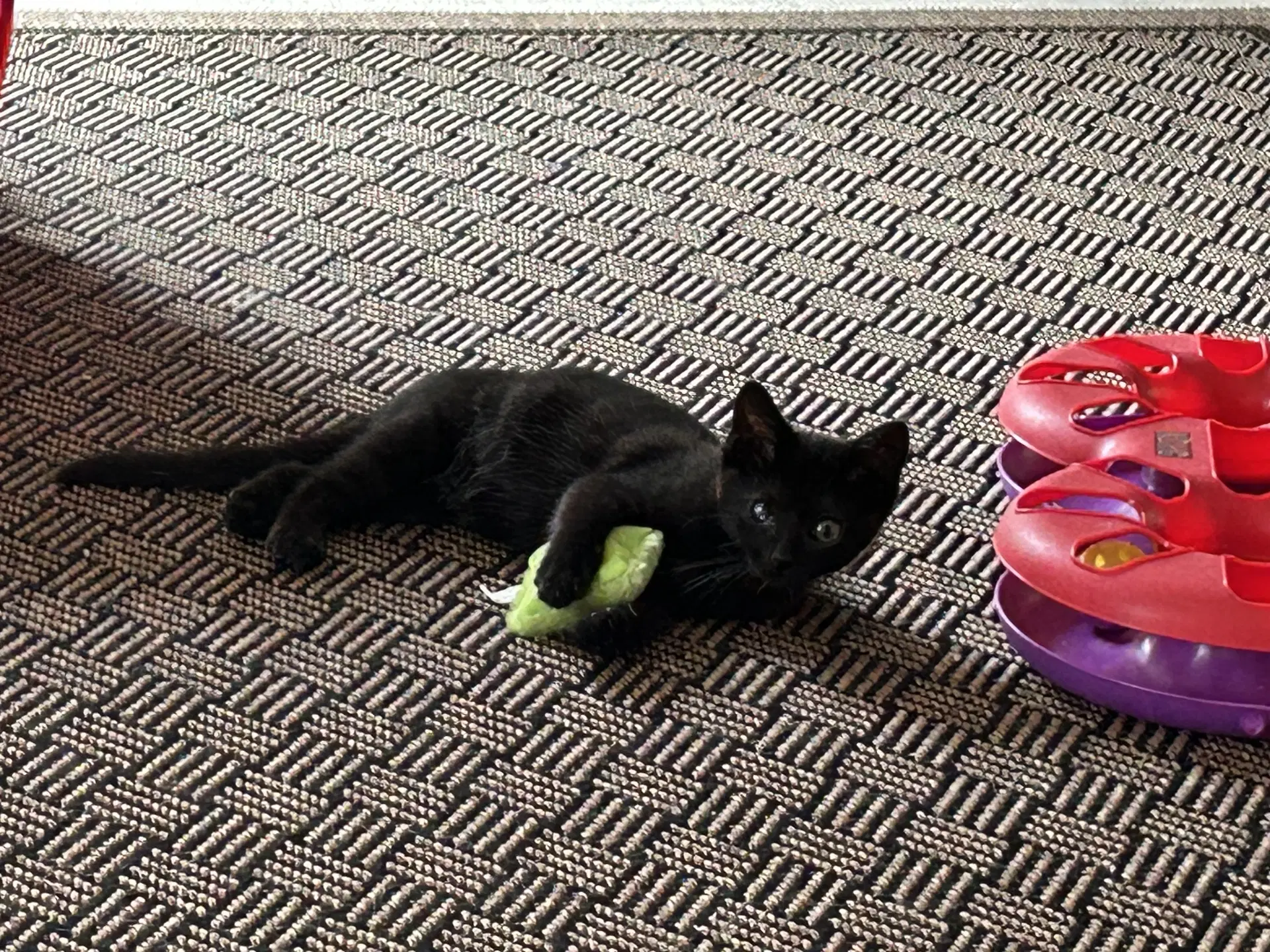 Everdell One Eyed Kitten image 4