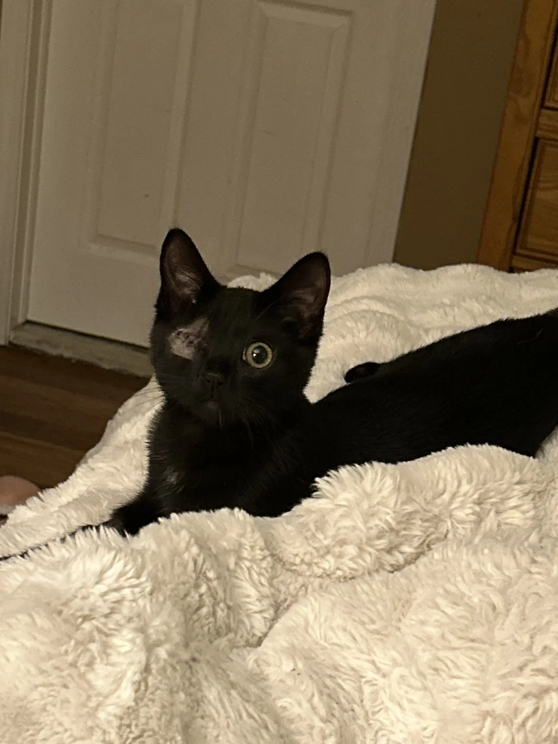 Everdell One Eyed Kitten image 3