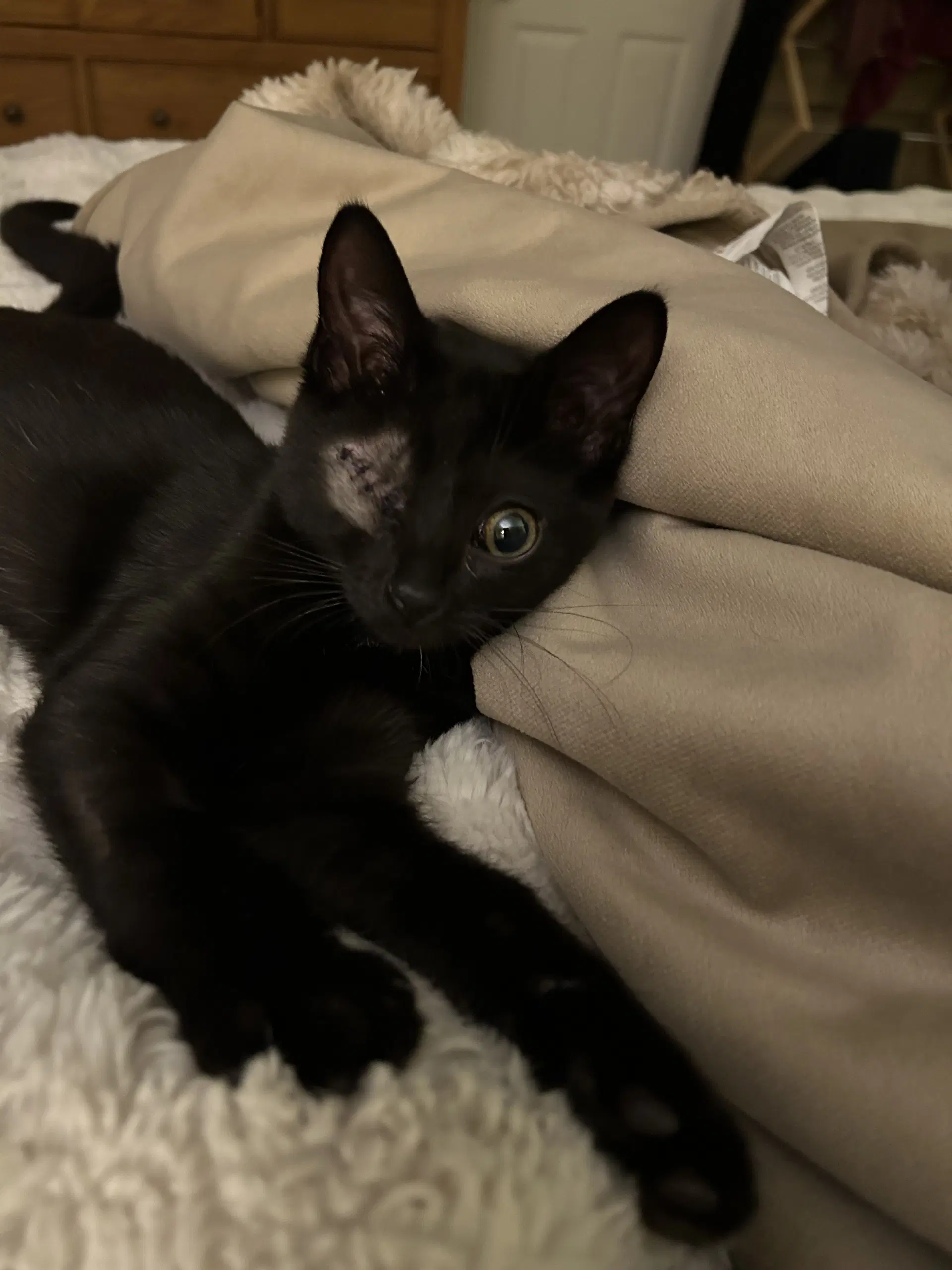 Everdell One Eyed Kitten - Domestic Short Hair