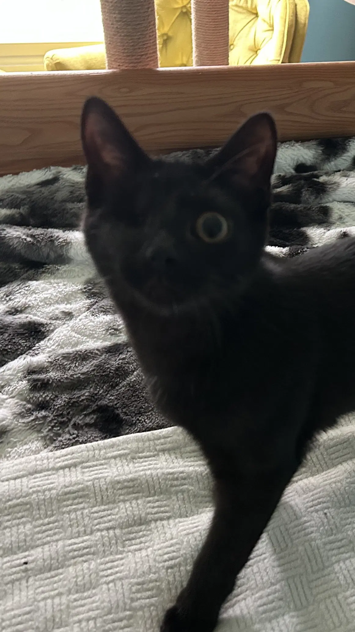 Everdell One Eyed Kitten - Domestic Short Hair