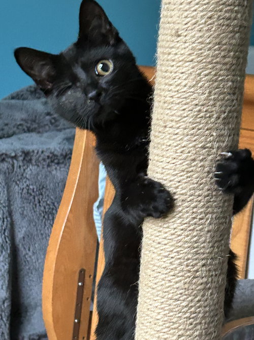 Everdell (one eyed kitten), a cat for adoption from For The Love Of Cats Rescue And Adoption