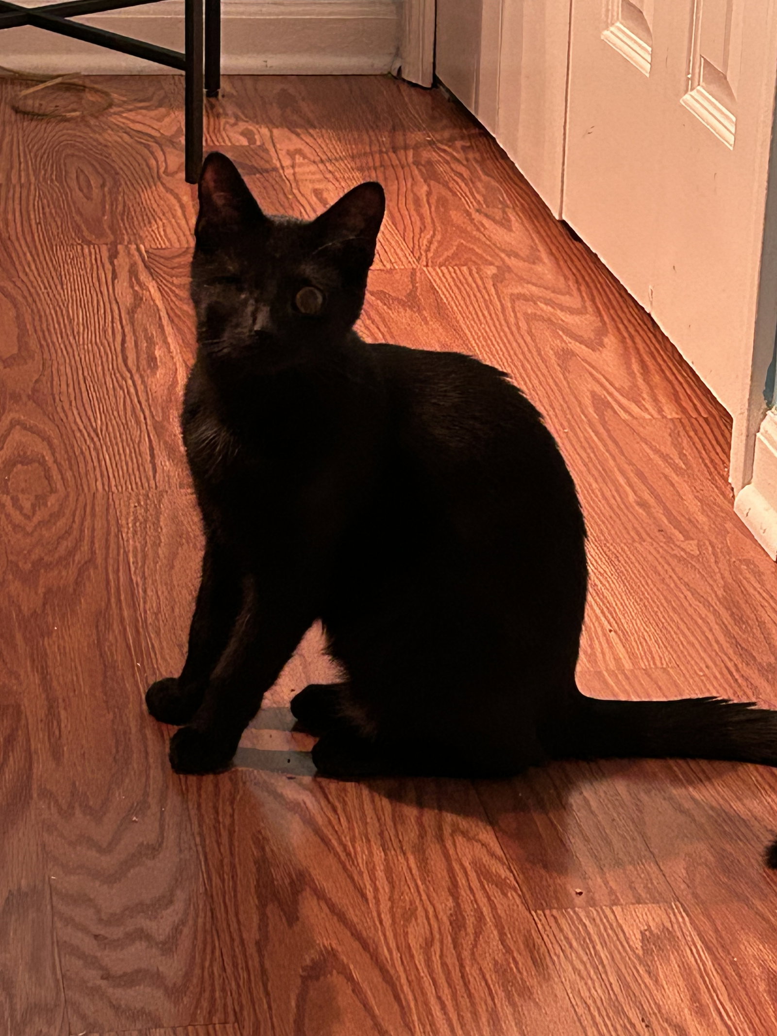 Everdell (one eyed kitten), photo 2