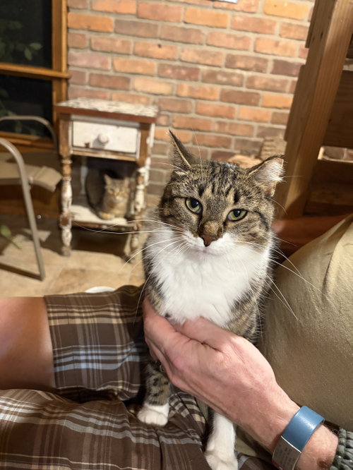 WyWi, a cat for adoption from For The Love Of Cats Rescue And Adoption