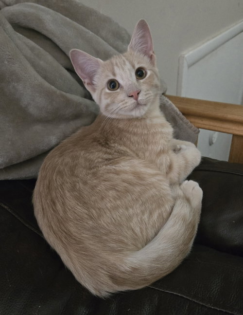 Lanse, a cat for adoption from For The Love Of Cats Rescue And Adoption