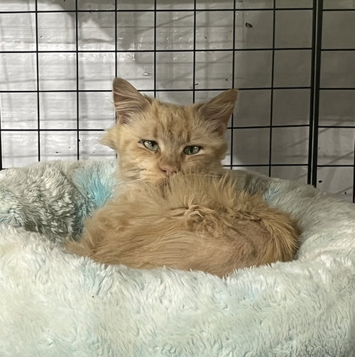 June, Adult Domestic Medium Hair (medium coat), cat for adoption in Dearborn Heights, Michigan
