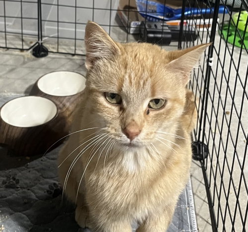 Jo-Ann, an adoptable Domestic Short Hair in Walled Lake, MI