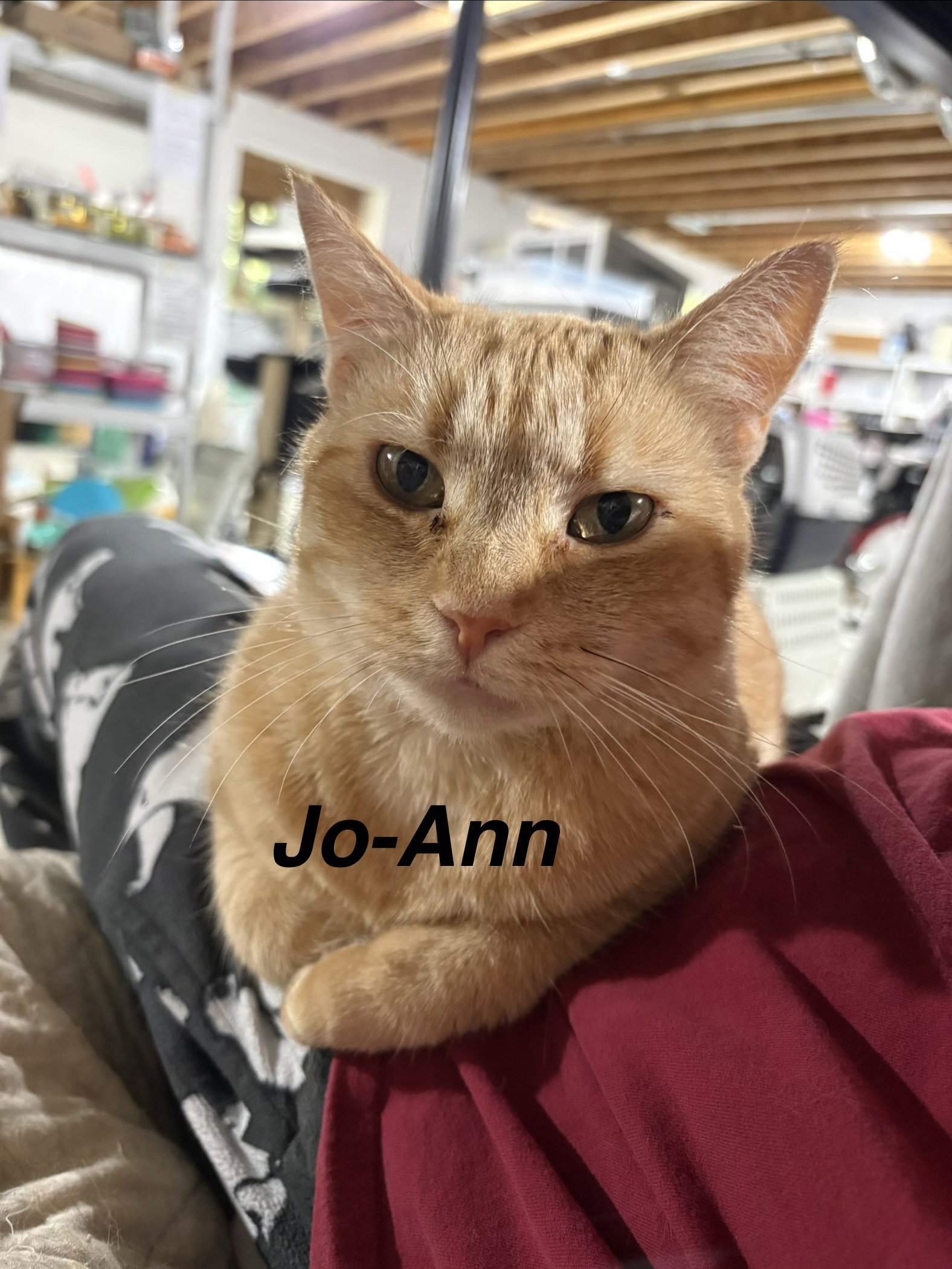 Jo-Ann