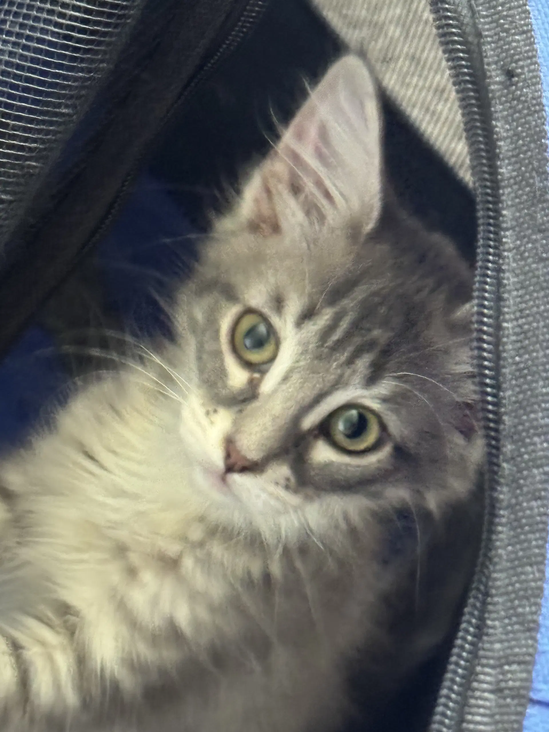 Blythe - Domestic Medium Hair