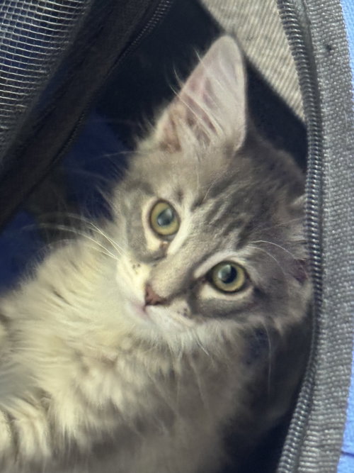 Blythe, a cat for adoption from For The Love Of Cats Rescue And Adoption