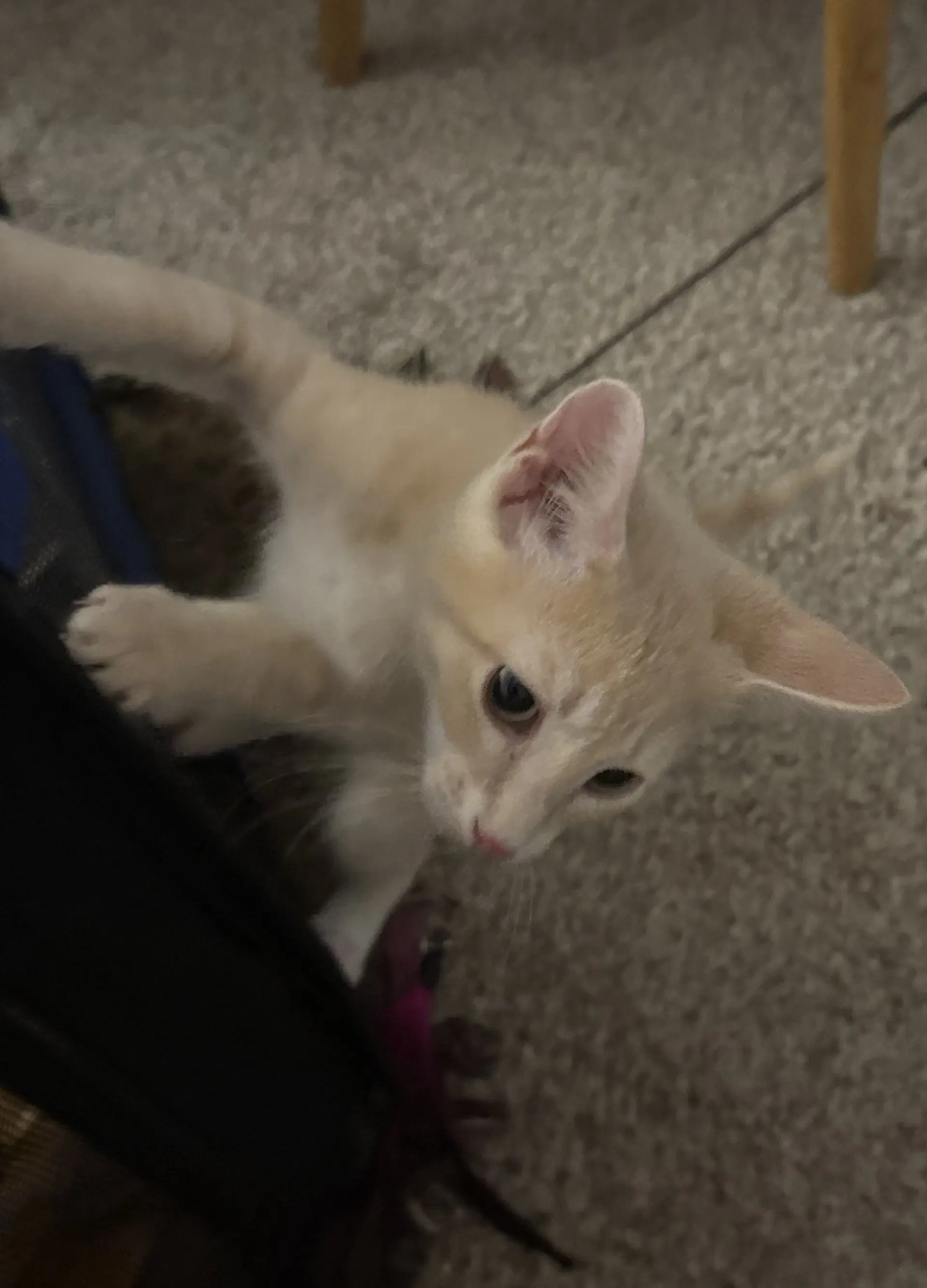 Breuer - Domestic Short Hair