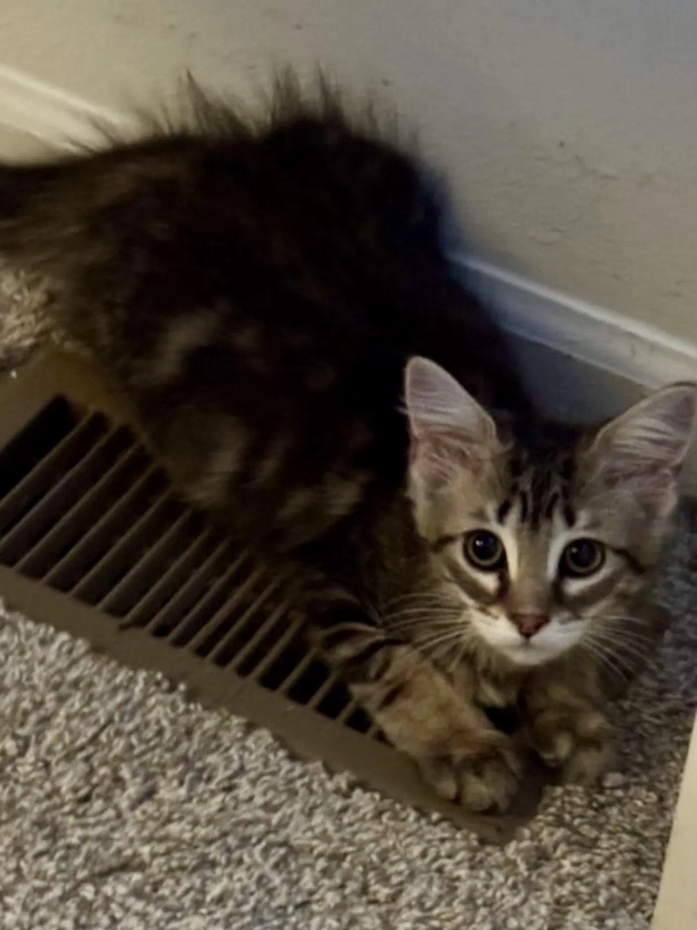 Bijou - Domestic Medium Hair