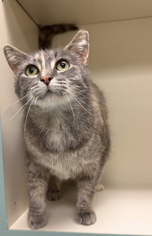 Soriya, an adoptable Domestic Short Hair in Walled Lake, MI