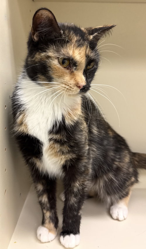 Koralle, an adoptable Domestic Short Hair in Walled Lake, MI