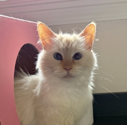 Reba, Adult Domestic Medium Hair / Siamese (medium coat), cat for adoption in Rochester Hills, Michigan