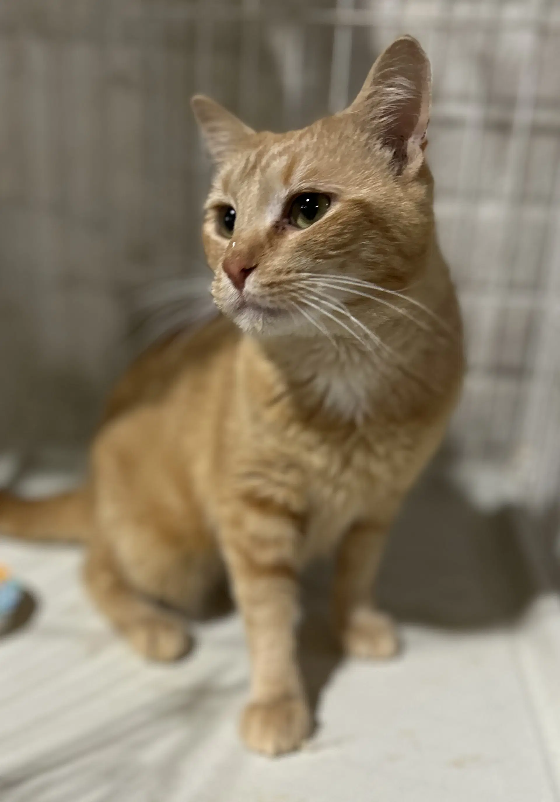 Ethel - Domestic Short Hair