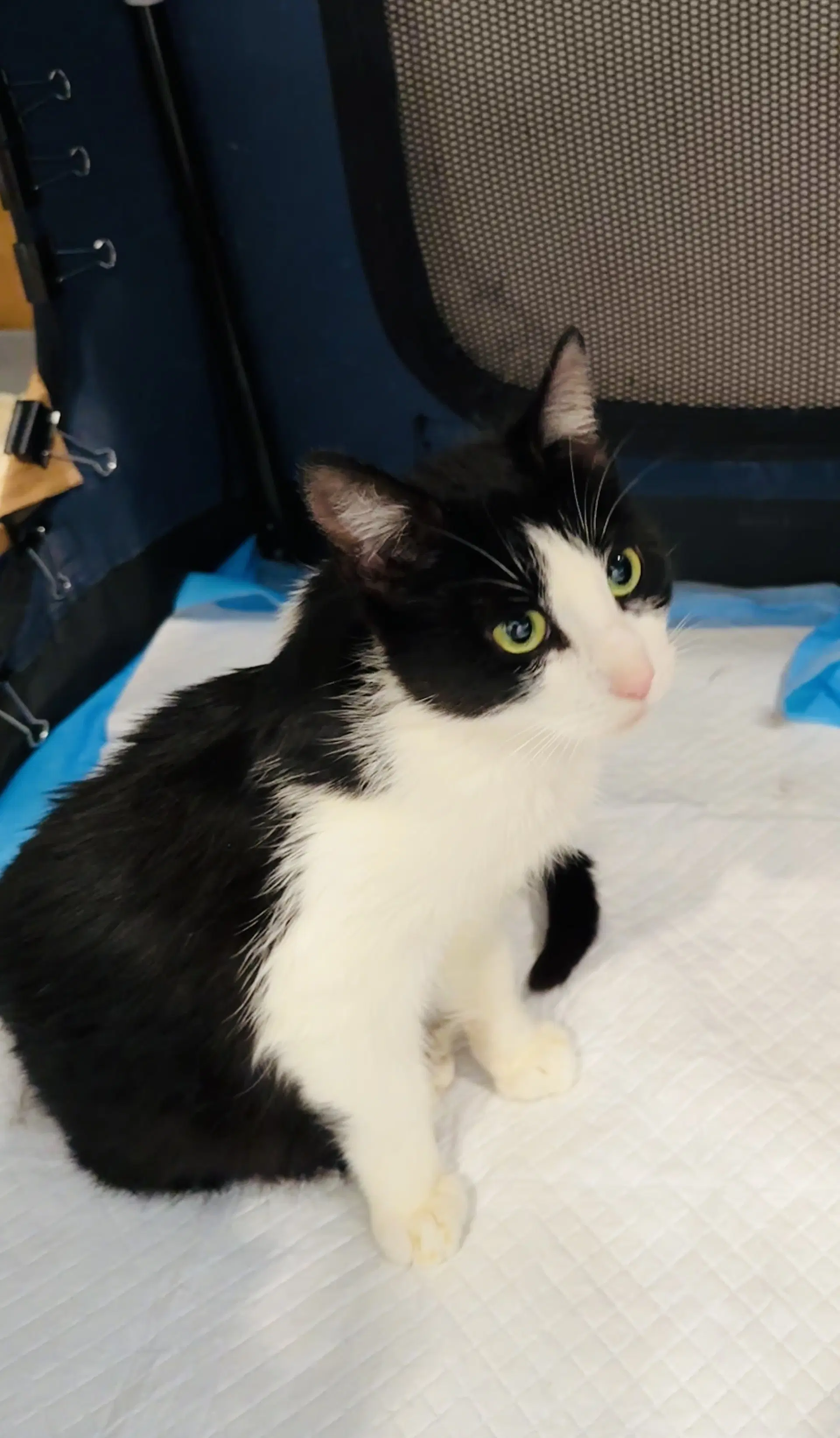 Maegan - Domestic Short Hair