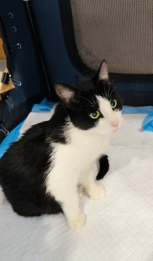 Maegan, a cat for adoption from For The Love Of Cats Rescue And Adoption
