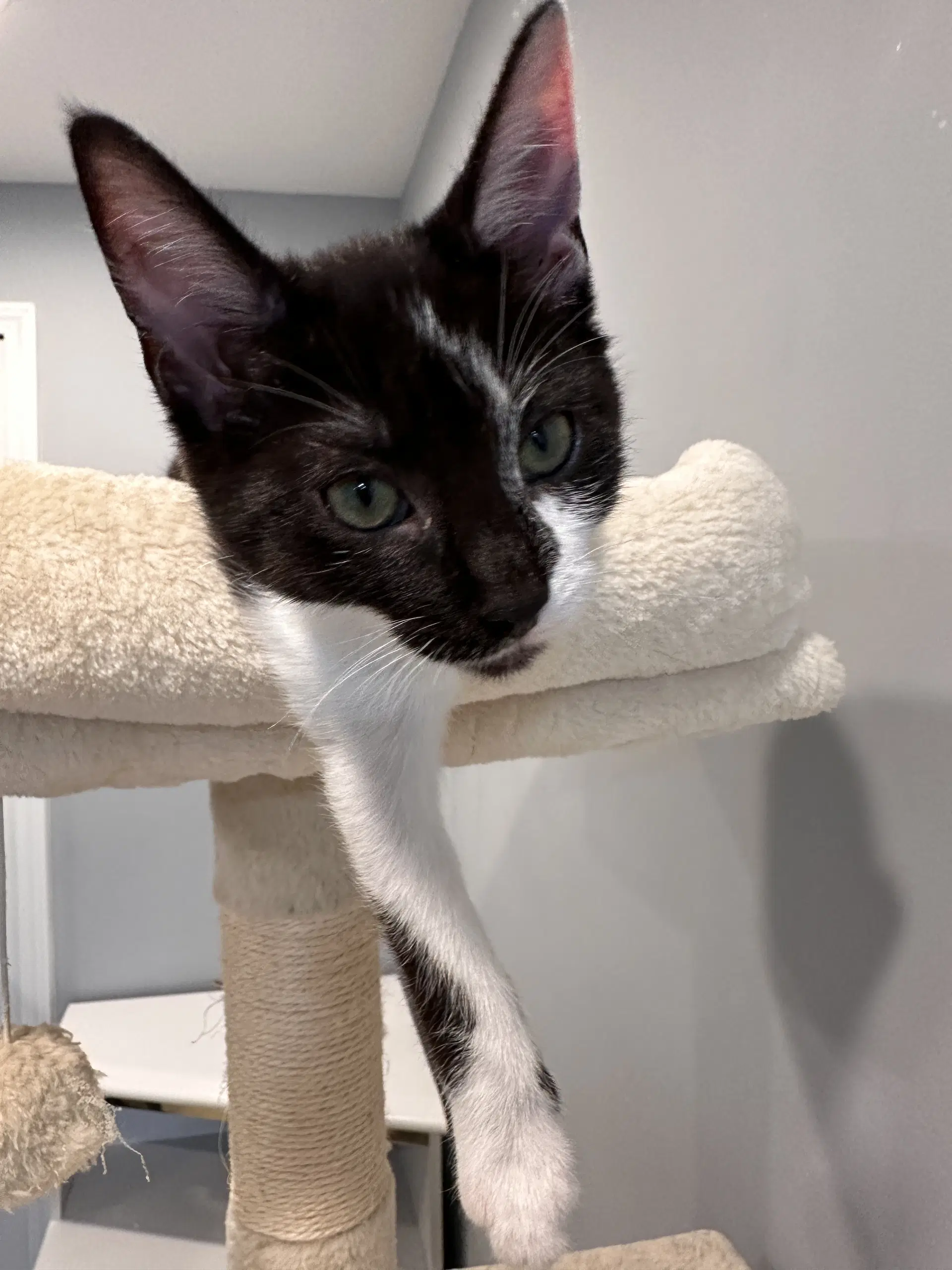 Koa - Domestic Short Hair