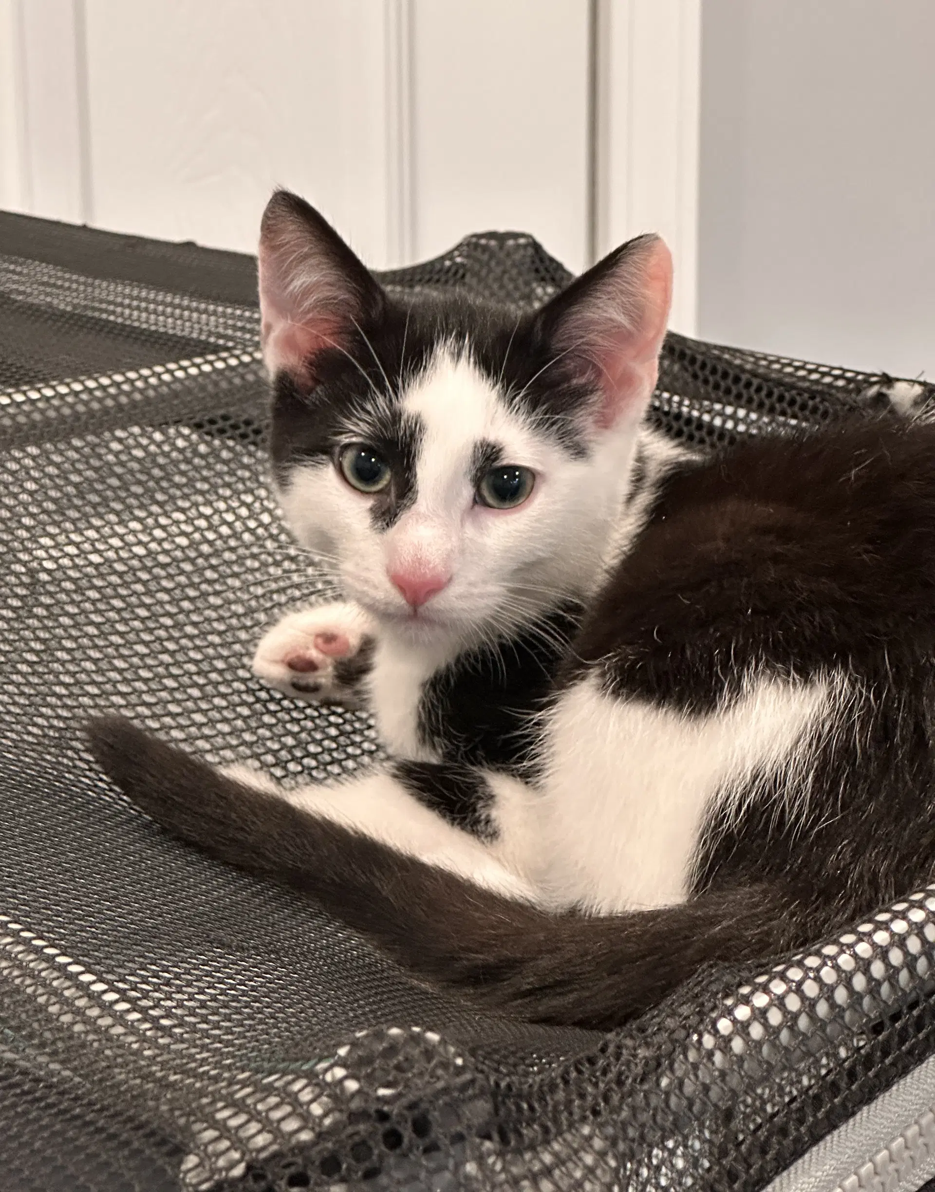 Splash - Domestic Short Hair