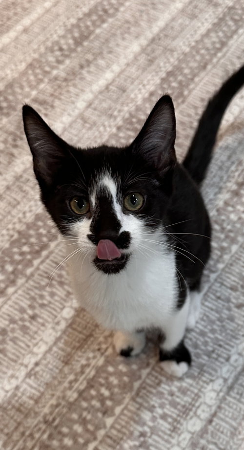 Tumbles, a cat for adoption from For The Love Of Cats Rescue And Adoption