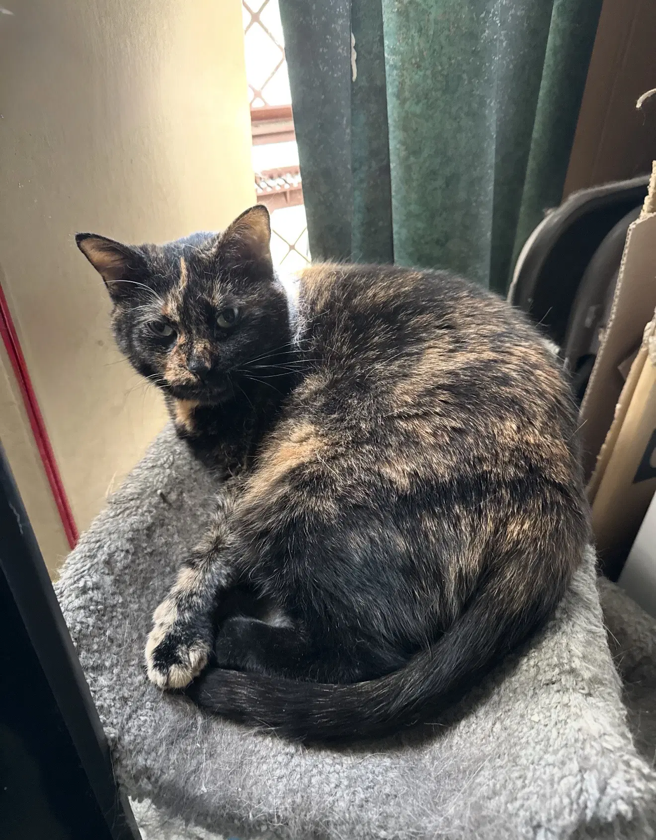 Toothless - Domestic Short Hair