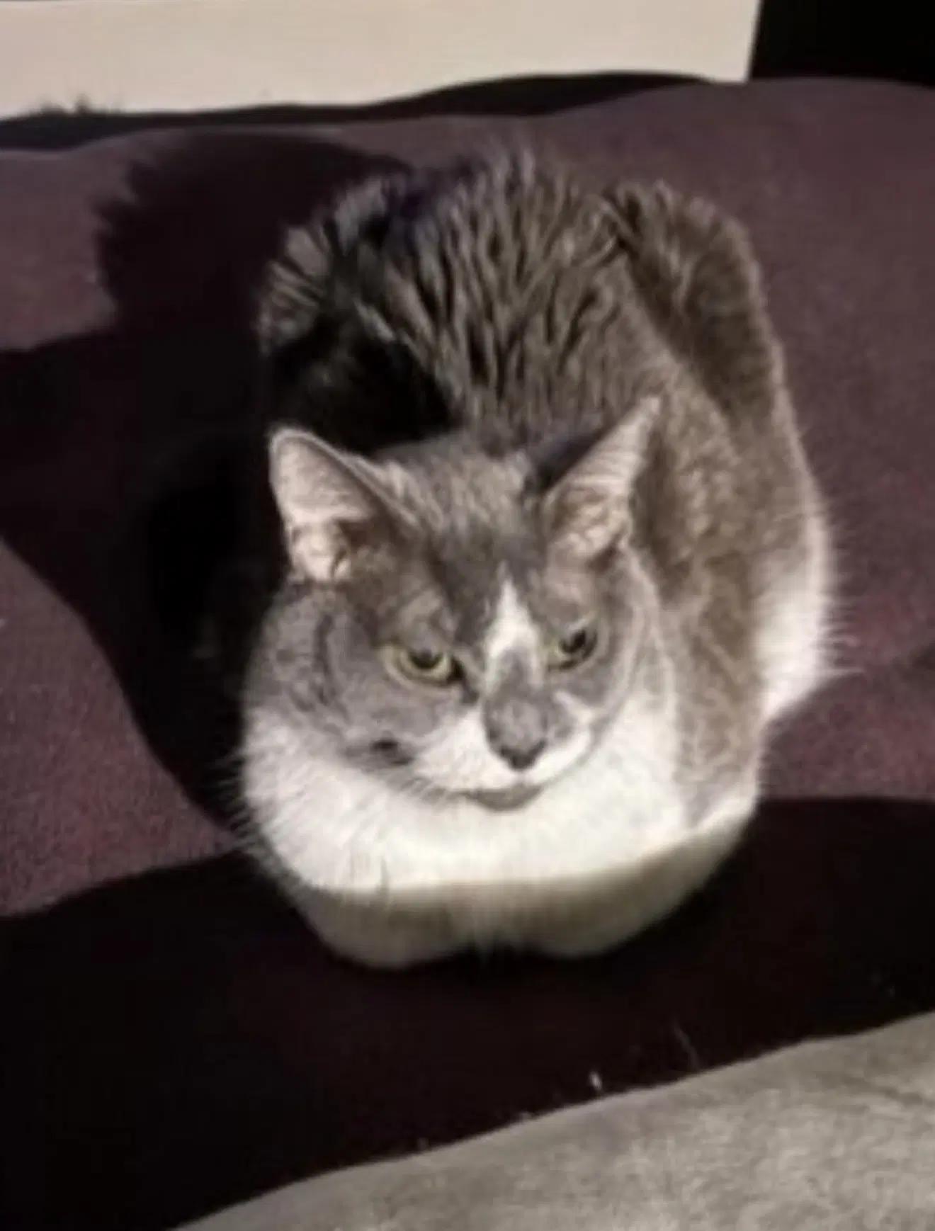 Bess - Domestic Short Hair
