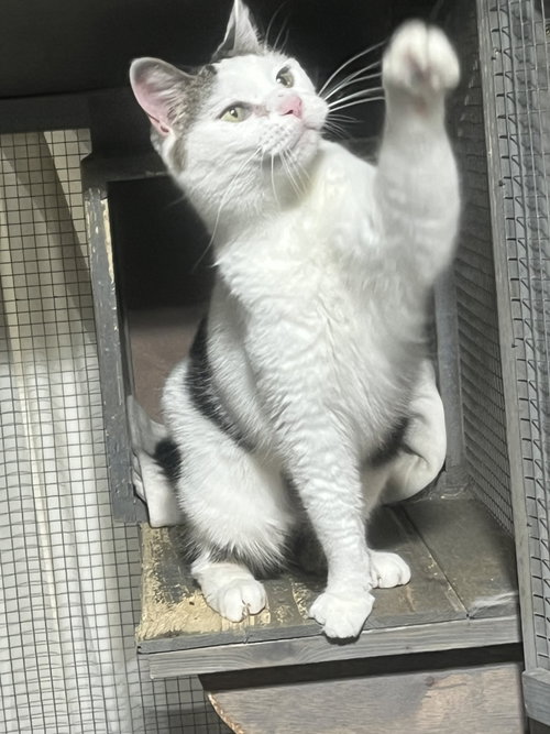 Lady Di, Adult Domestic Short Hair (short coat), cat for adoption in Dearborn Heights, Michigan