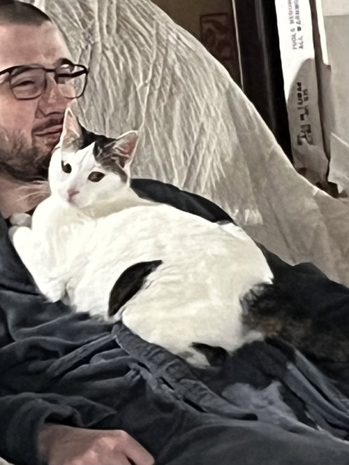 Lady Di (Front paw declawed), Young Domestic Short Hair (short coat), cat for adoption in Pontiac, Michigan