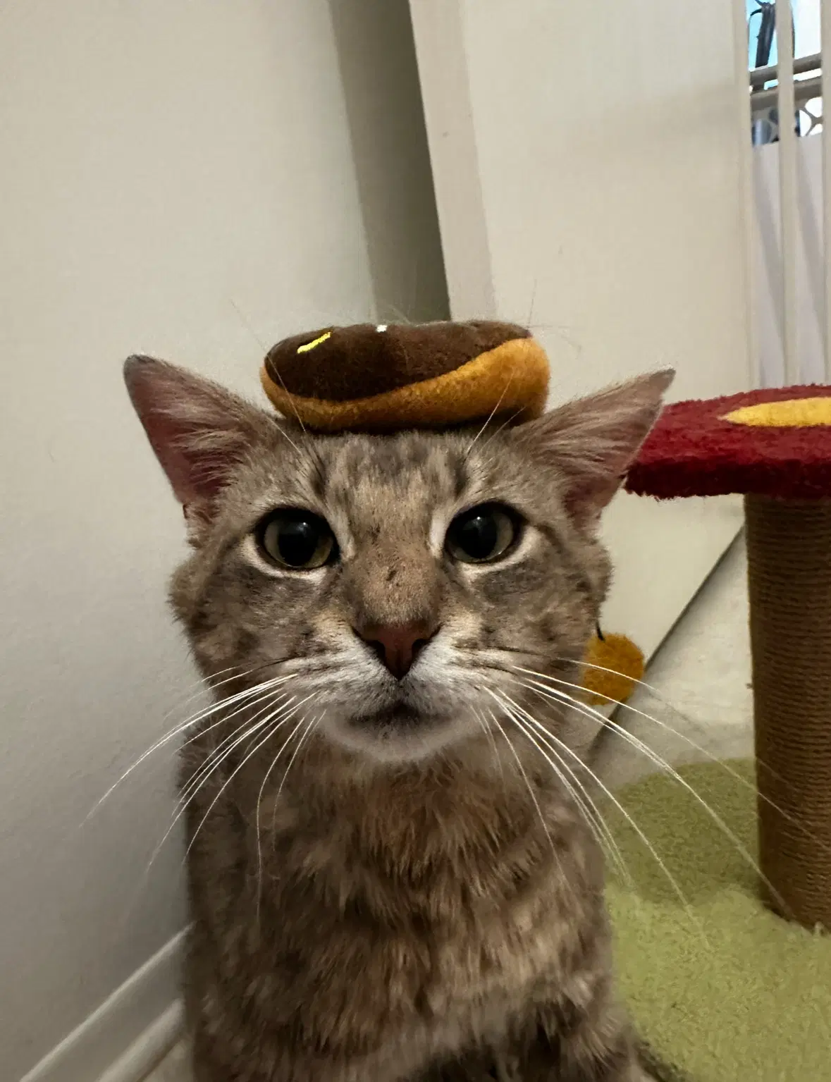 Samwise - Domestic Short Hair