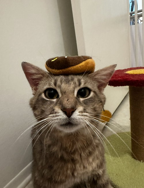 Samwise, a cat for adoption from For The Love Of Cats Rescue And Adoption