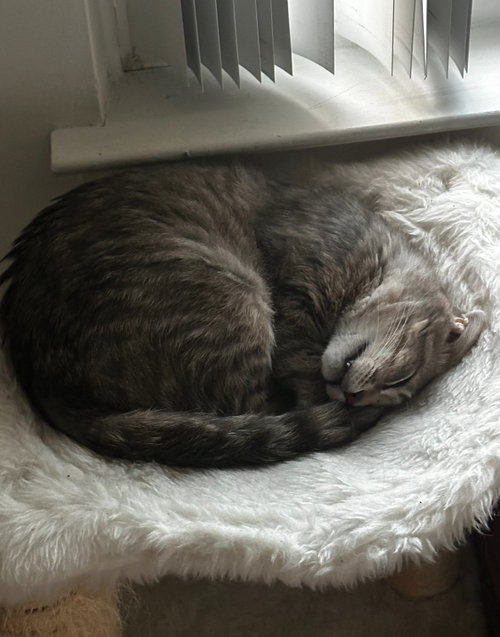 Photo 4 of Samwise