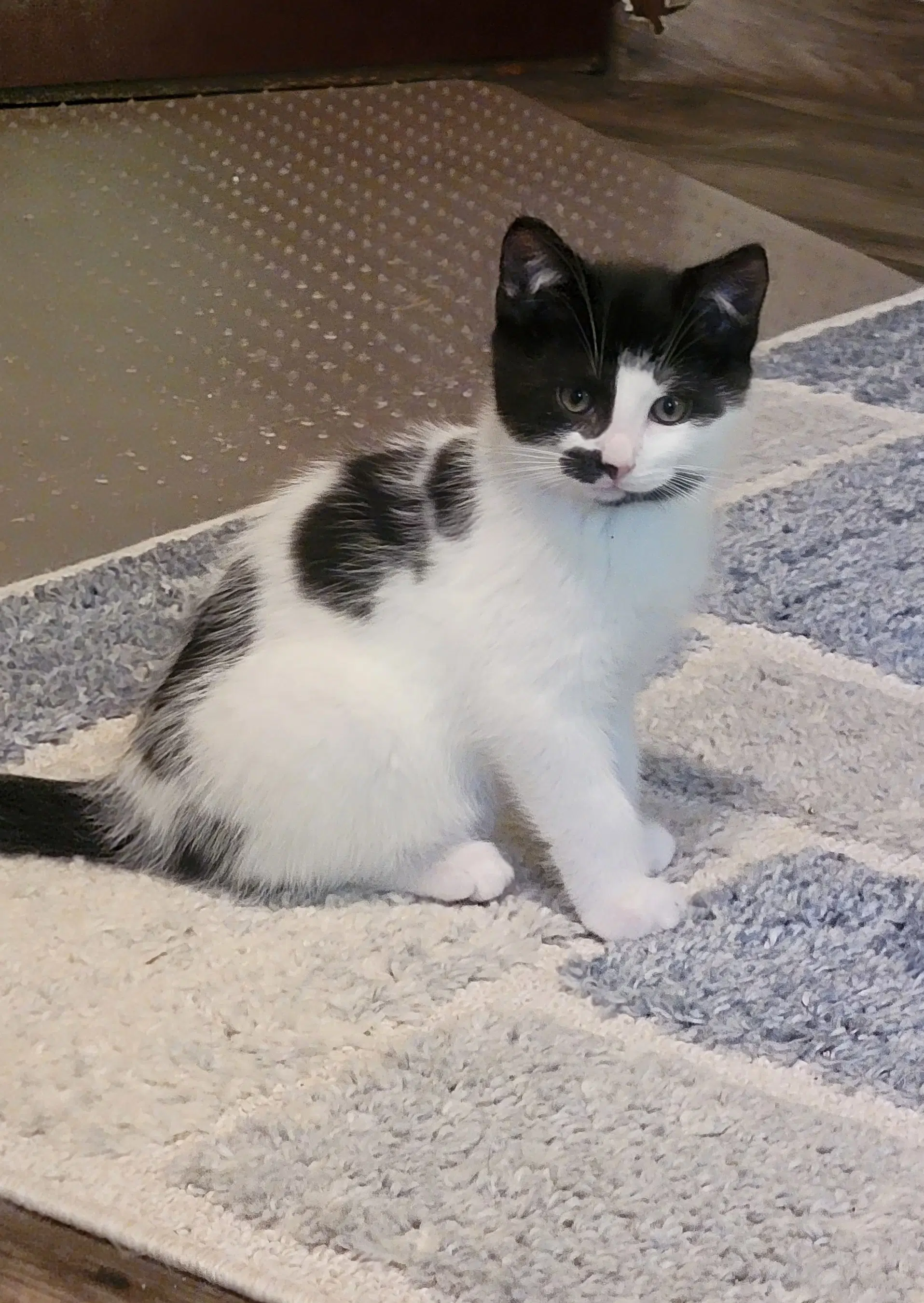 Fidget - Domestic Short Hair