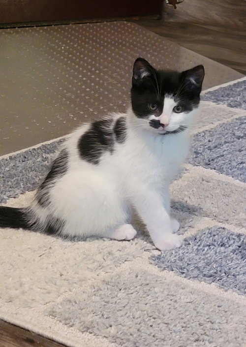 Fidget
