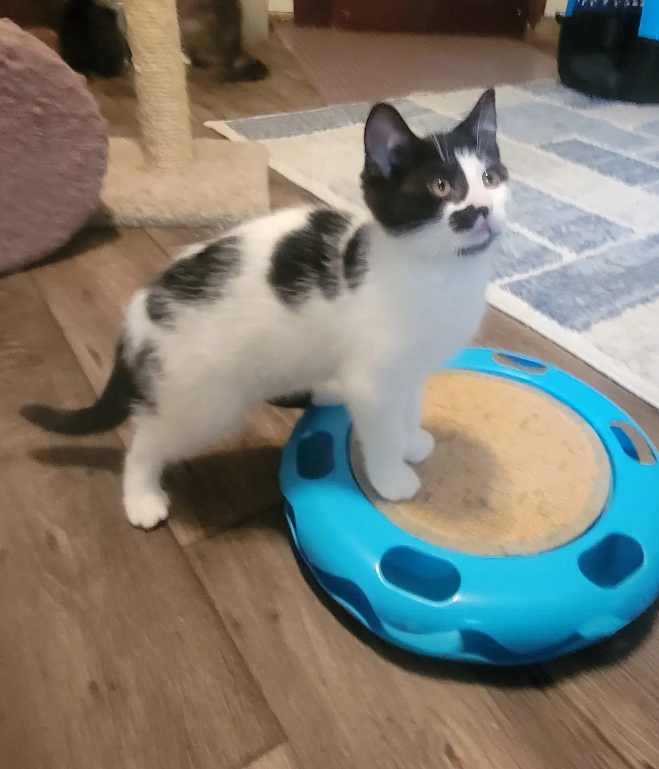 Fidget image 2