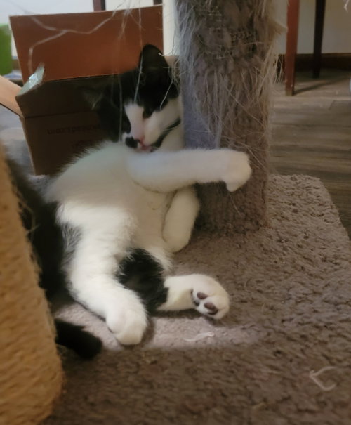 Fidget photo 3