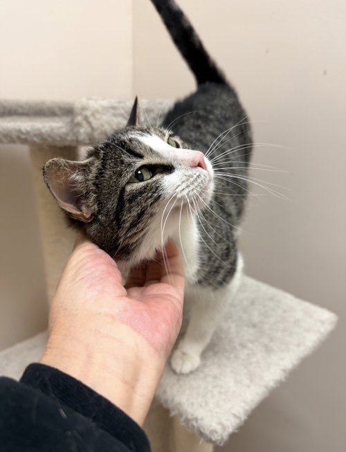 Selena, an adoptable Domestic Short Hair in Walled Lake, MI
