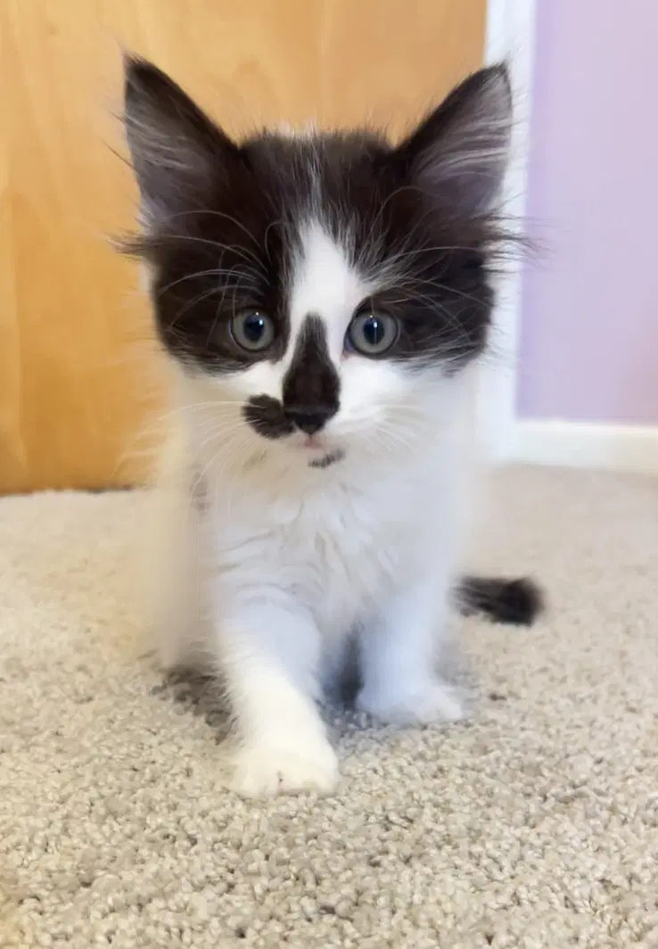 Duffy - Domestic Medium Hair
