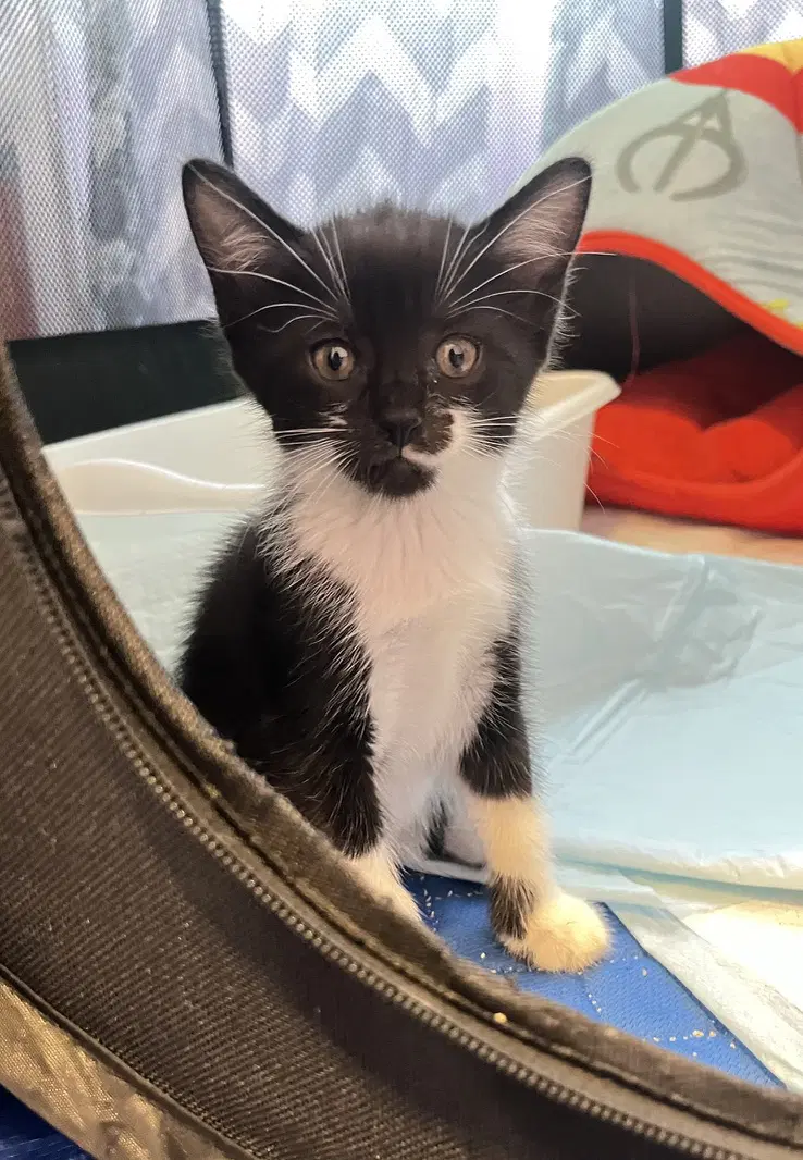 Tessie - Domestic Short Hair
