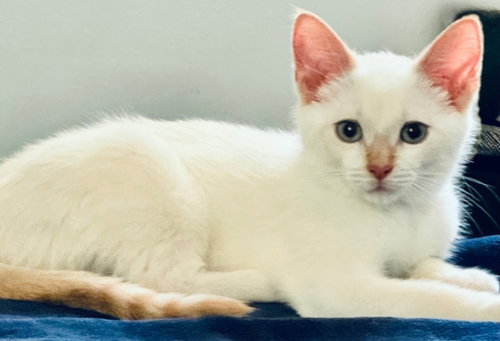 Owen, an adoptable Siamese in Walled Lake, MI