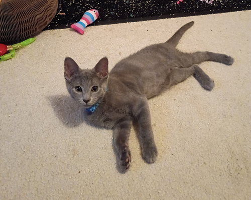 Winslow, an adoptable Domestic Short Hair in Walled Lake, MI