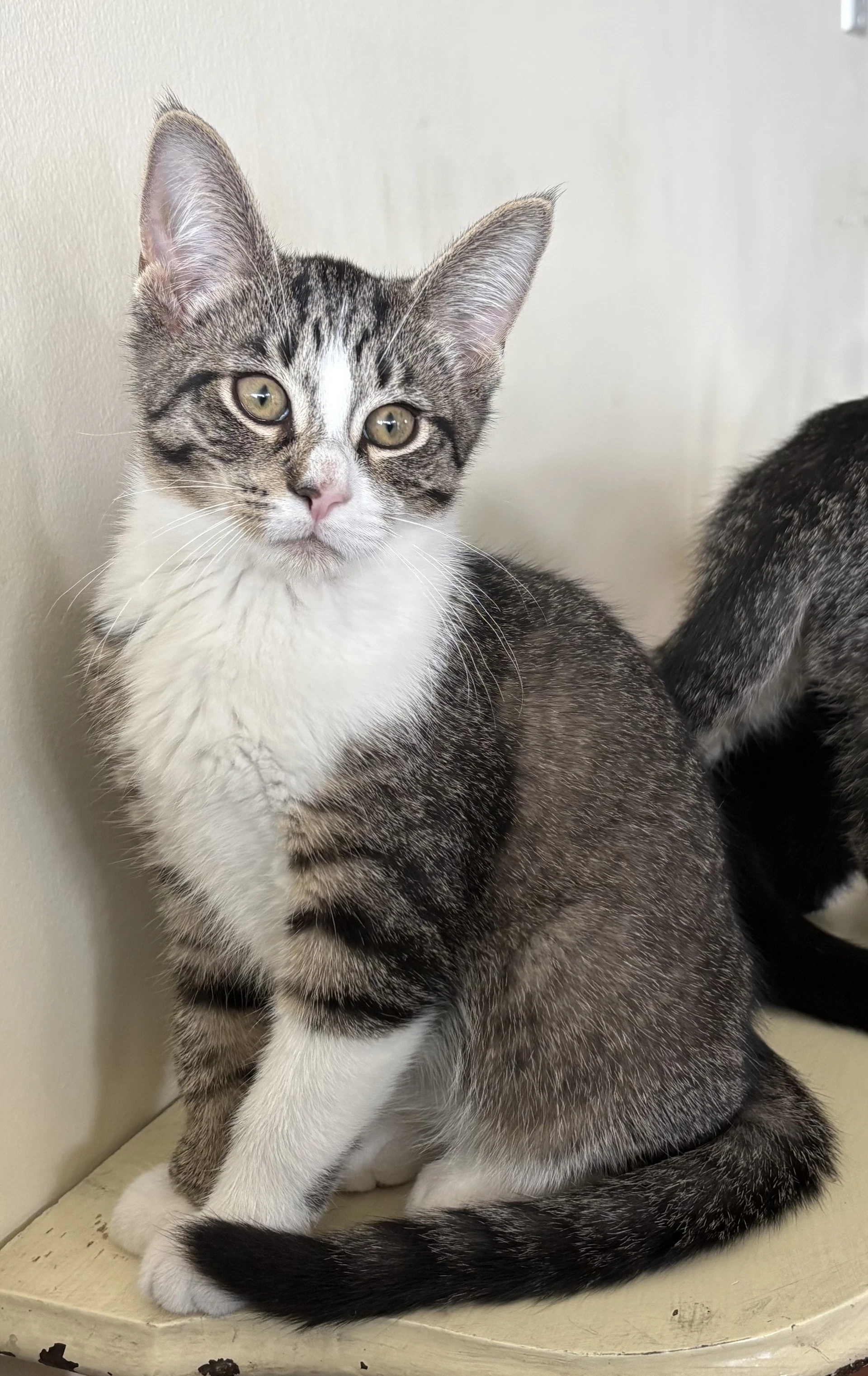 Captain Crunch Must Be Adopted With Fruit Loops